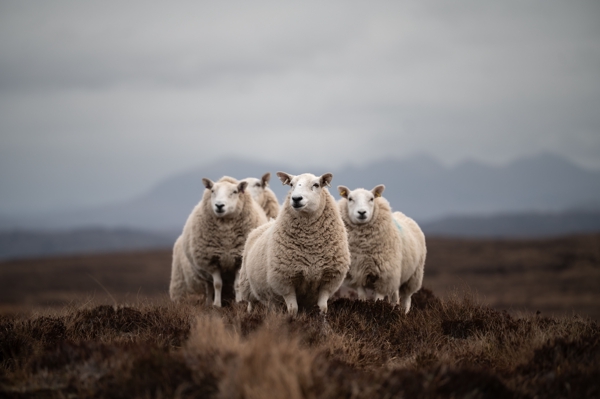 Scotland 🏴󠁧󠁢󠁳󠁣󠁴󠁿 2024